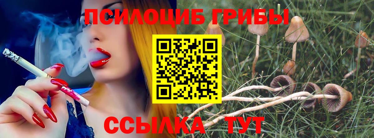 Галлюциногенные грибы Psilocybine cubensis  Вход с VPN  Гусев 